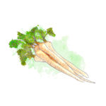 illustration of parsnips
