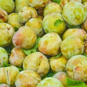 plumcot plumcot