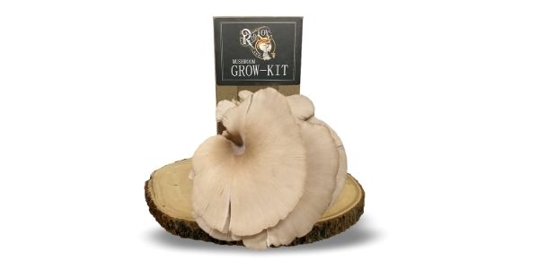 red fox fungi