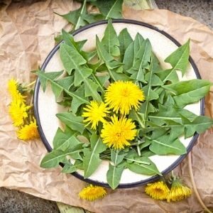 dandelion greens