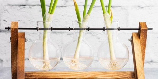 growing veggies in jars