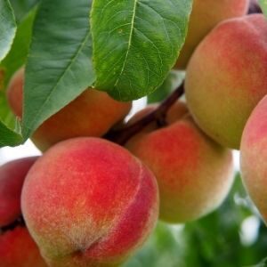 peach tree