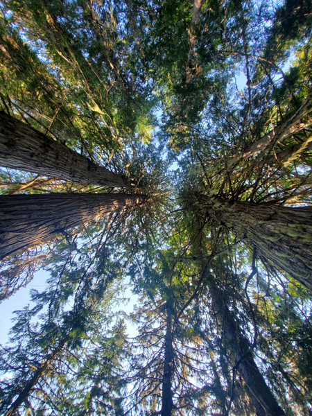 Island Lake old growth