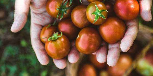 harvest