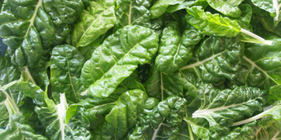 lettuce
