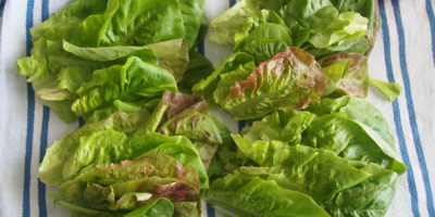 lettuce big