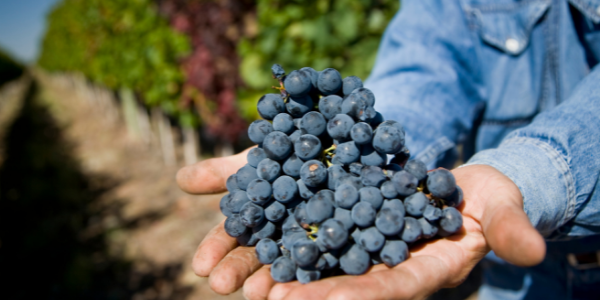 malbec grapes