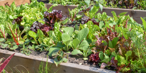 garden lettuce