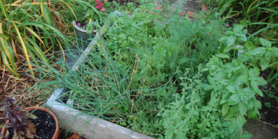 herb garden