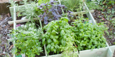 herbs