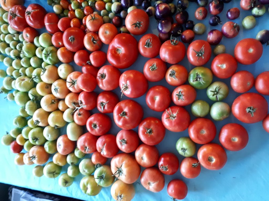 Foodie Sue Tomatoes 1 gardening, calgary, tomatoes