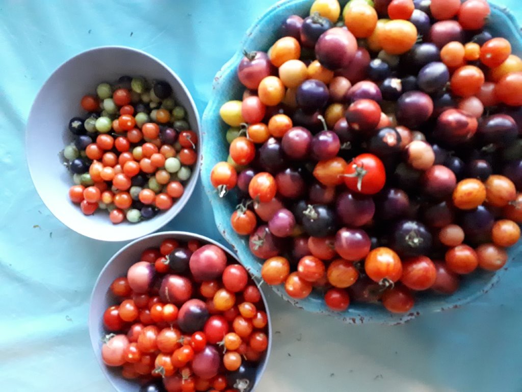 Foodie Sue Tomatoes 2
