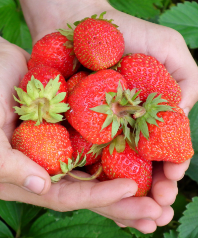 strawberries