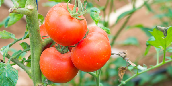 garden tomatoes