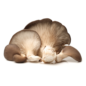 oyster mushroom