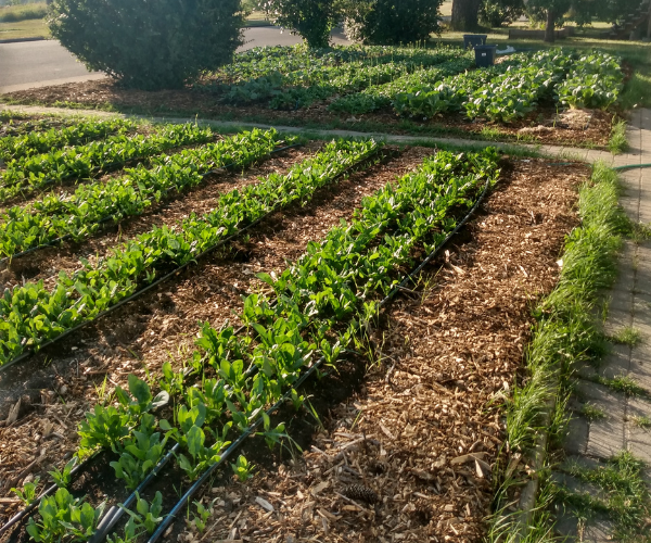 root and regenerate farms