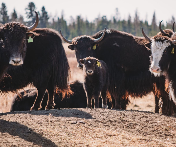 West Gimlet Farm Yak