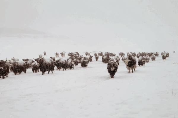West Gimlet Farm Yak