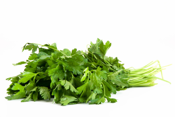 cilantro