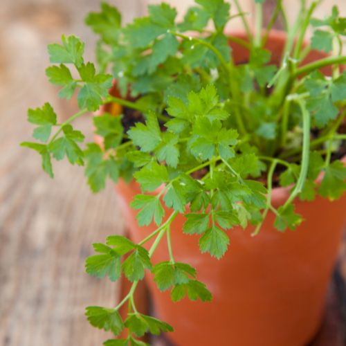 cilantro pot