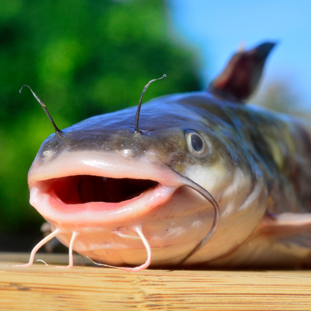 catfish catfish