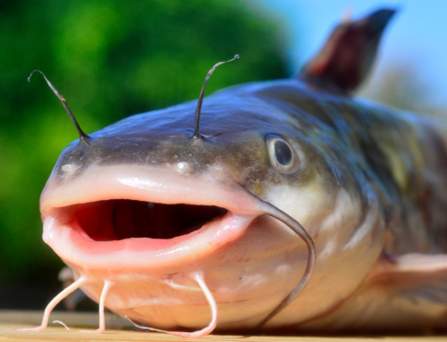 Poor Little Catfish