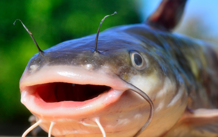 catfish