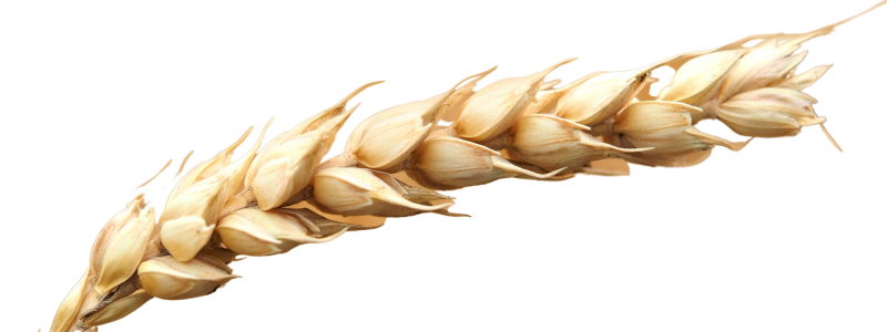 grains grains