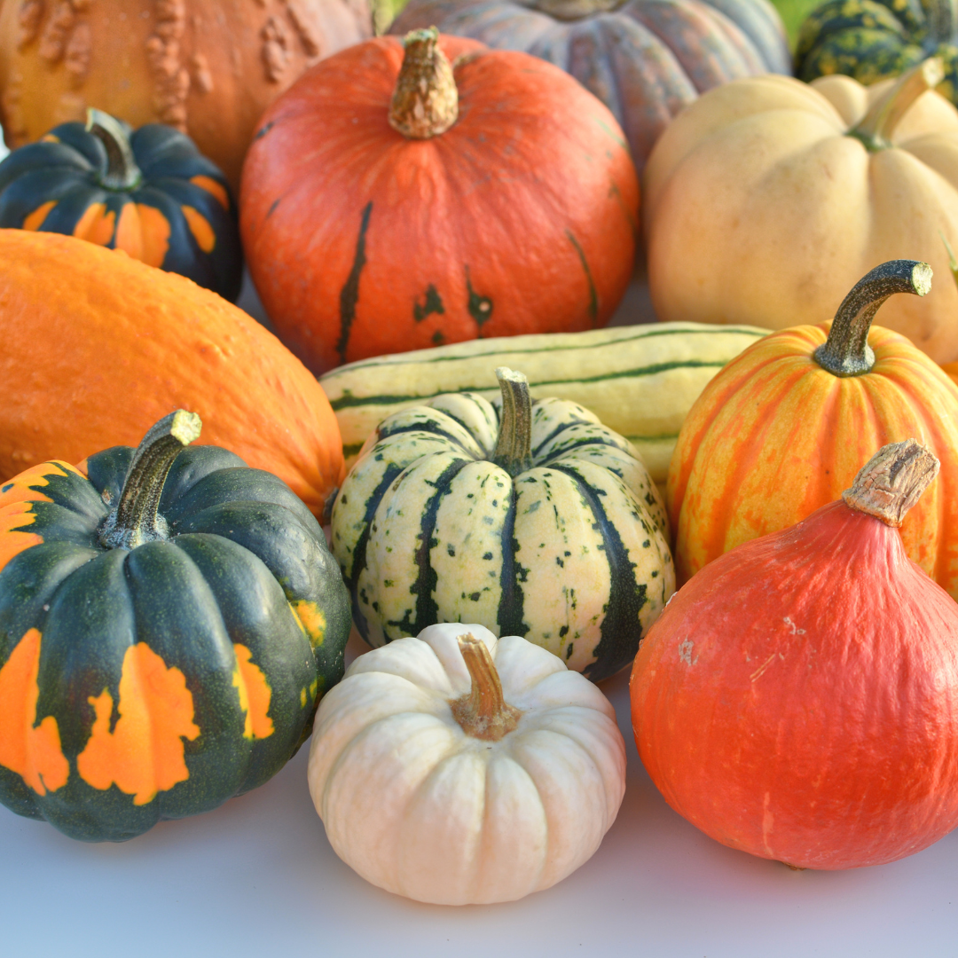squash