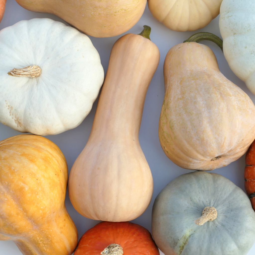 winter squash winter squash