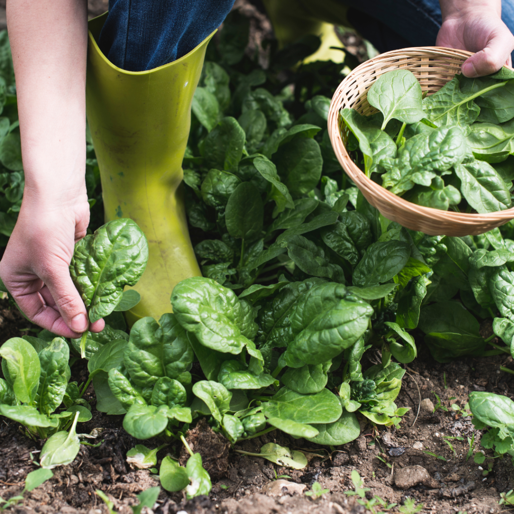 gardening gardening