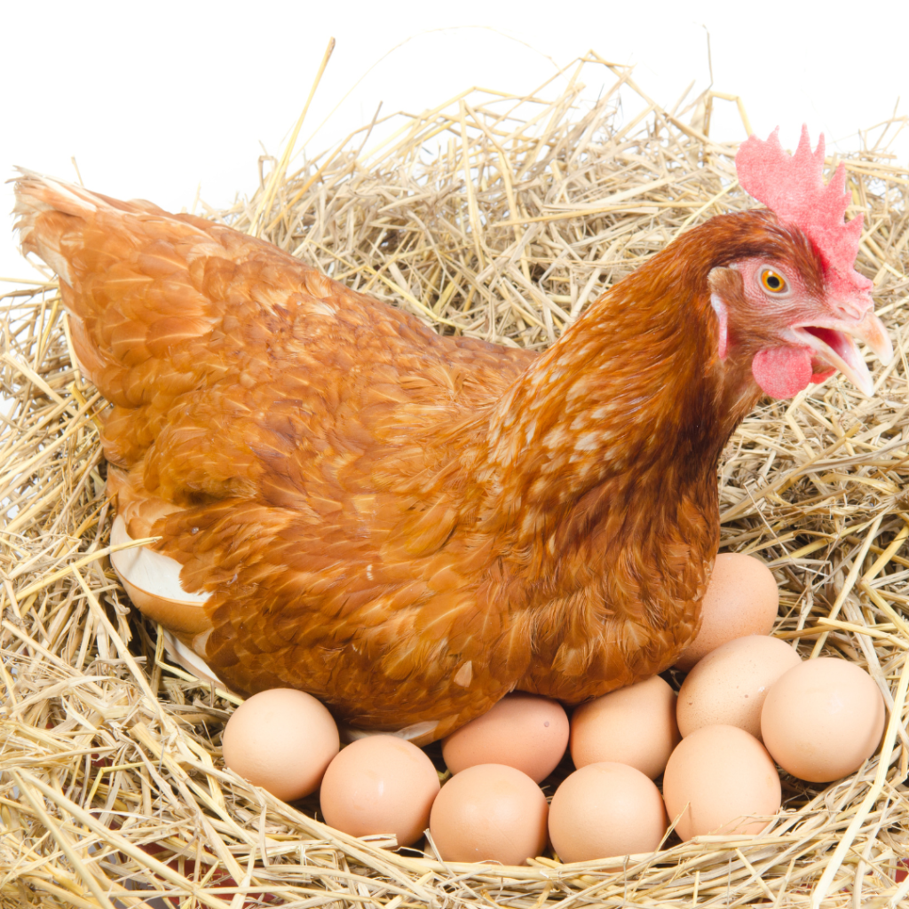 chicken and egg chicken and egg
