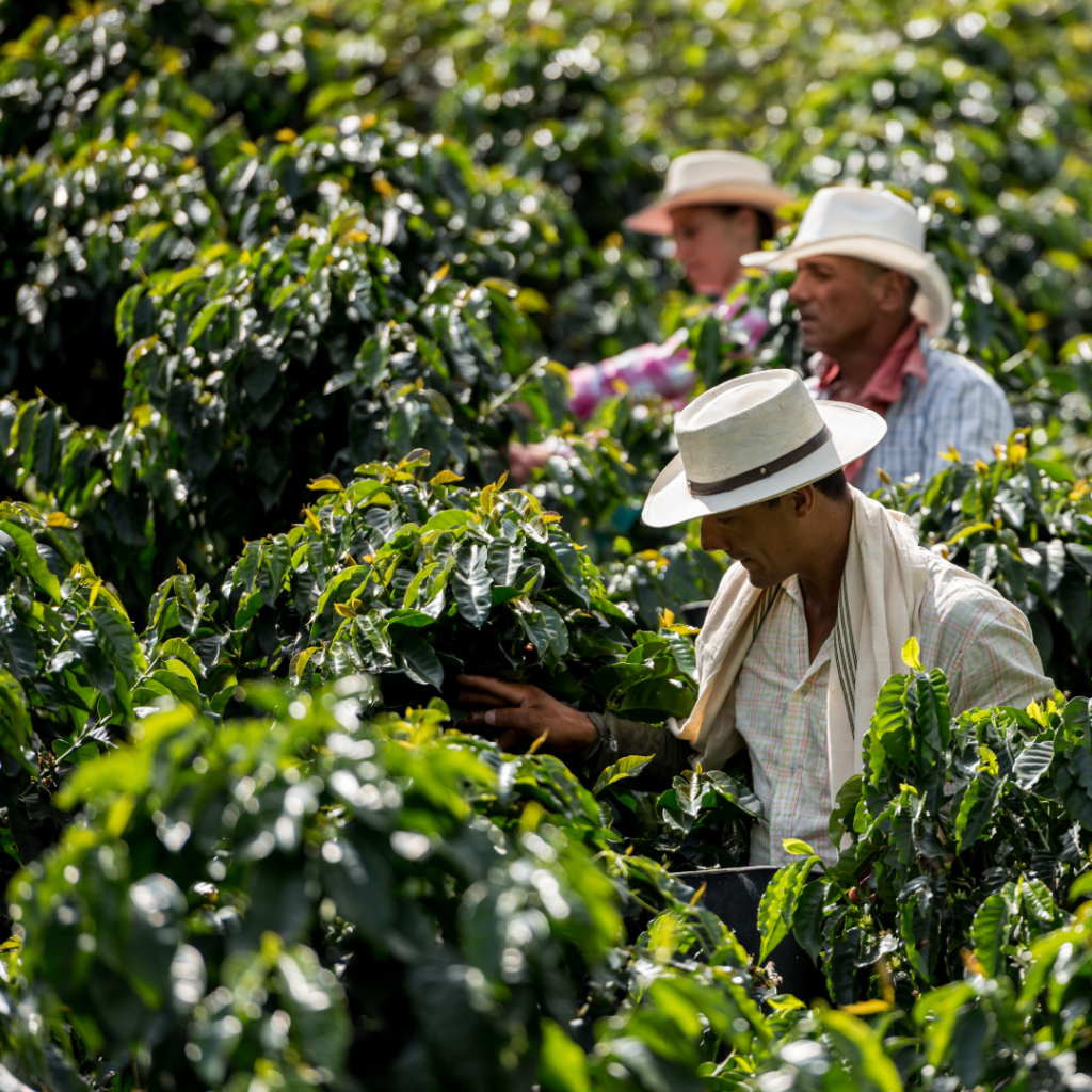 coffee bean farm coffee bean farm
