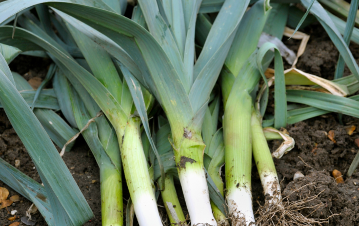 leeks