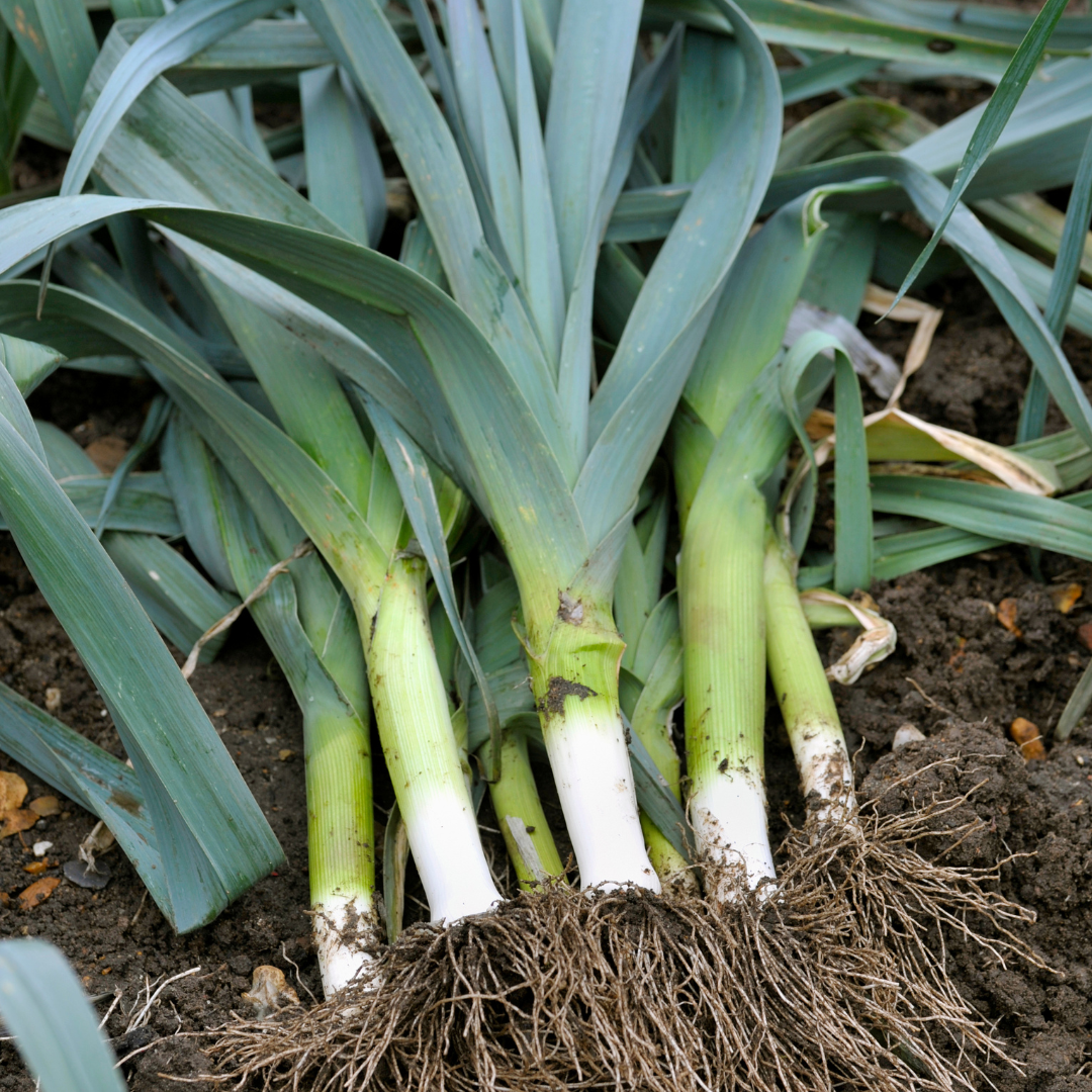 leeks