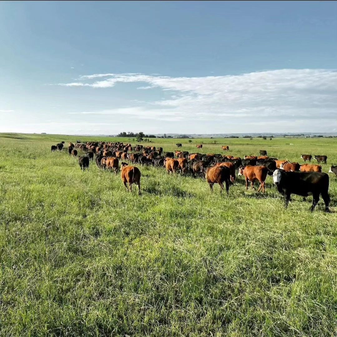 Regina Fine Meats photo