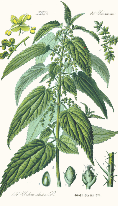 stinging nettle stinging nettle
