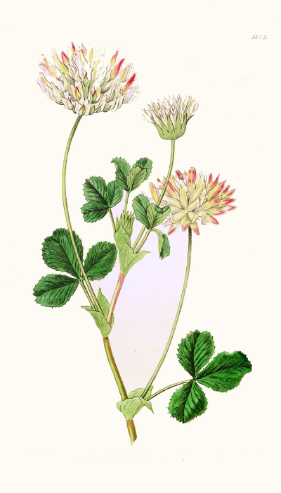 clover clover