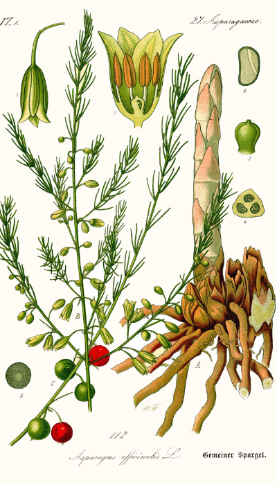 wild asparagus wild asparagus