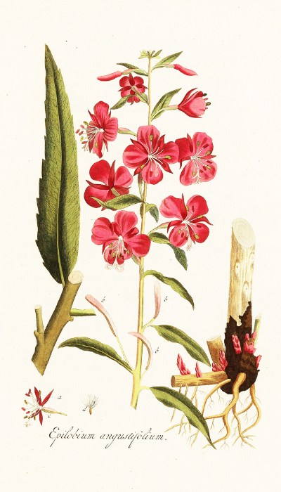 fireweed fireweed
