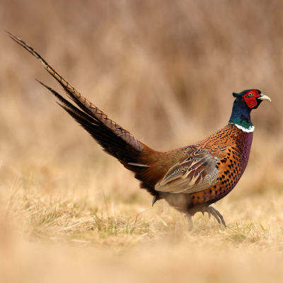 wild pheasant wild pheasant