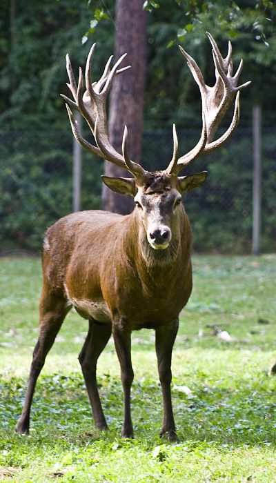 WILD GAME wild game
