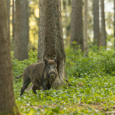 wild boar wild boar