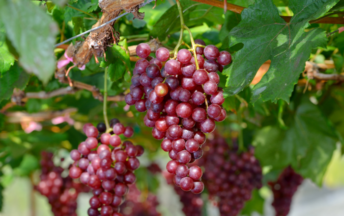 table grapes