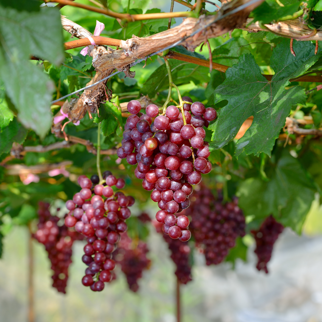 table grapes