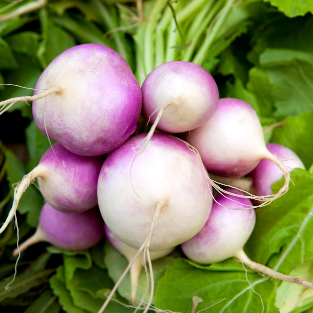 turnips and rutabagas