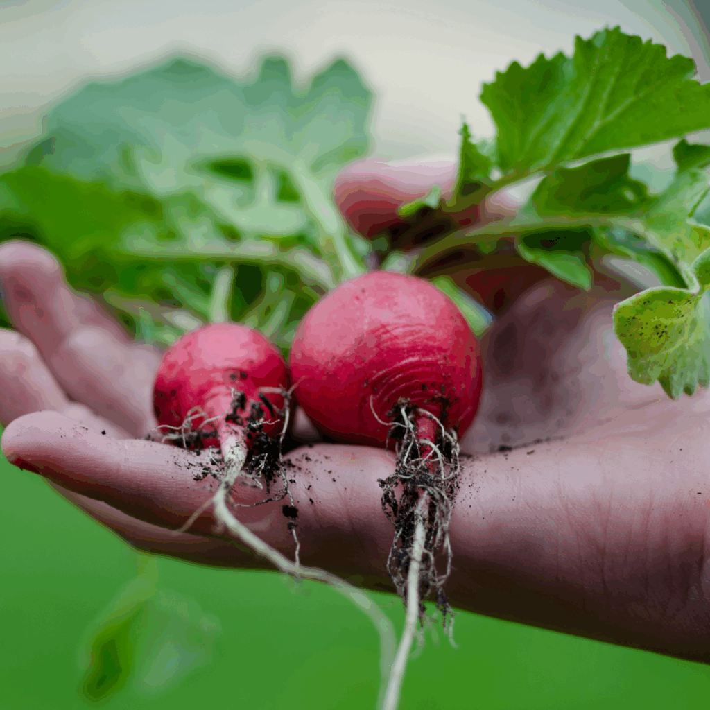 radishes