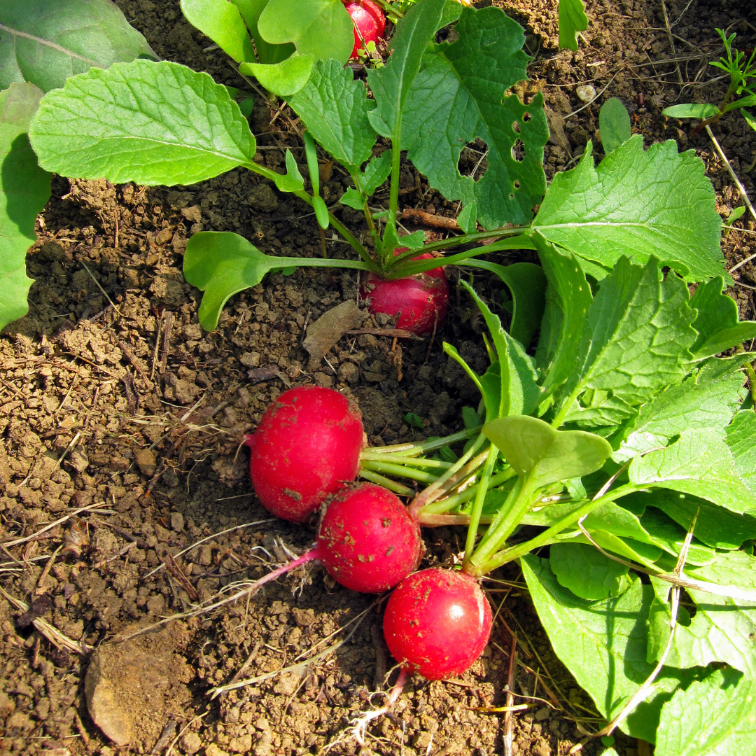 radishes
