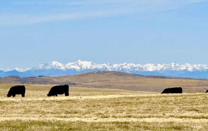 Sheppard Creek Cattle Company