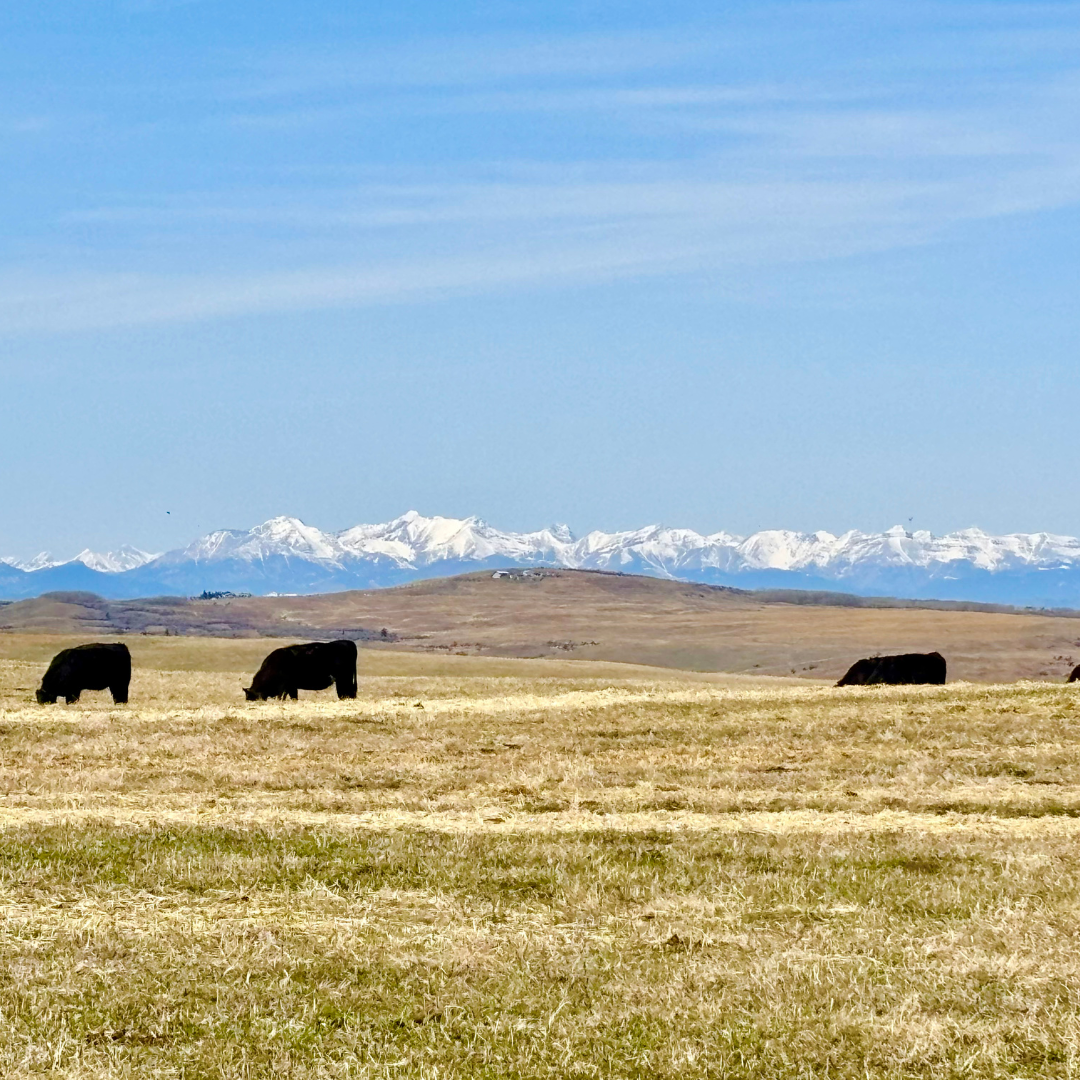 Sheppard Creek Cattle Company